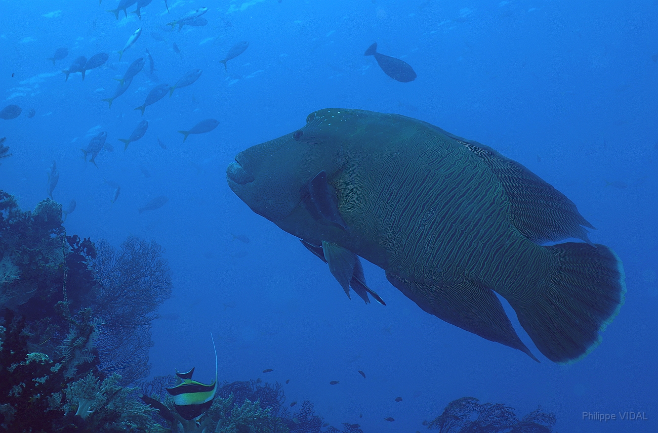 Raja Ampat 2016 - Cheilinus undulatus - Humphead Wrasse - Poisson Napoleon - IMG_4575_rc.jpg